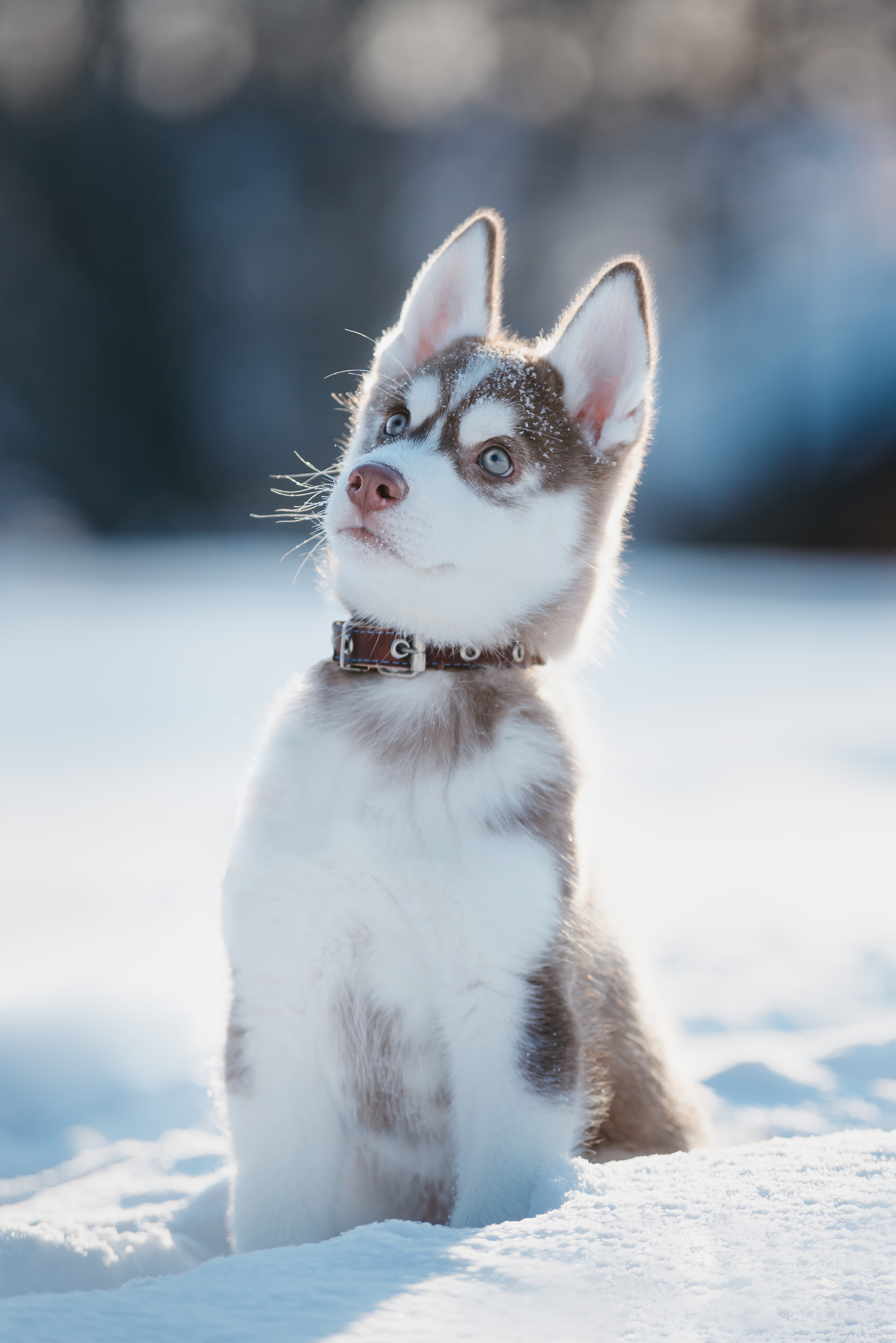 Pet photo becoming a desktop companion